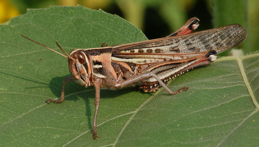 saltamontes