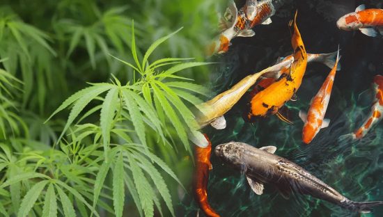 TODO SOBRE LA ACUAPONÍA – EL CULTIVO DE PLANTAS Y PECES