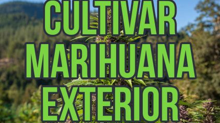 Portada del artículo que explica el cultivo exterior 