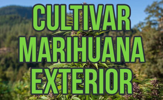 TODO SOBRE LOS CULTIVOS DE EXTERIOR: GUÍA PASO A PASO PARA PRINCIPIANTES