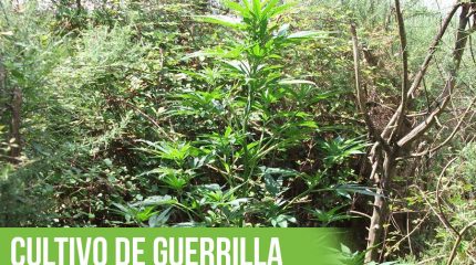 Portada del artículo que explica el cultivo de guerrilla