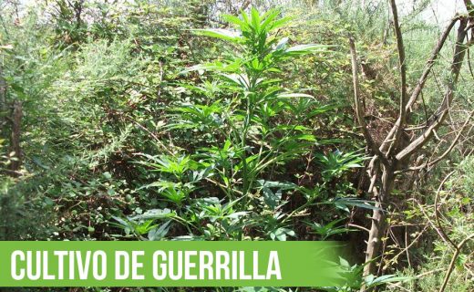CULTIVO DE GUERRILLA DE MARIHUANA – VENTAJAS E INCONVENIENTES