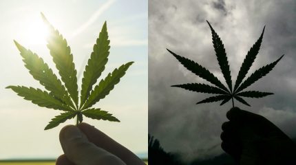 LAS FASES DE LA FOTOSÍNTESIS (FASE LUMINOSA Y OSCURA)