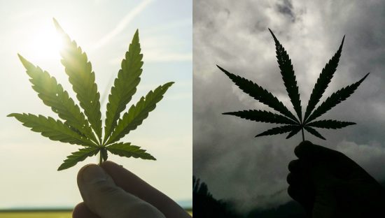 LAS FASES DE LA FOTOSÍNTESIS (FASE LUMINOSA Y OSCURA) QUÉ SON Y DIFERENCIAS