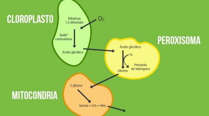 ¿QUÉ ES LA FASE DE FOTORRESPIRACIÓN? – EFECTO EN LAS PLANTAS