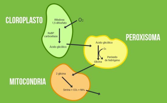 ¿QUÉ ES LA FASE DE FOTORRESPIRACIÓN? – EFECTO EN LAS PLANTAS