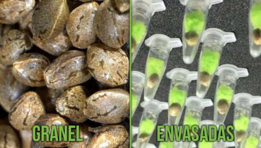 DIFERENCIAS ENTRE SEMILLAS A GRANEL Y ENVASADAS