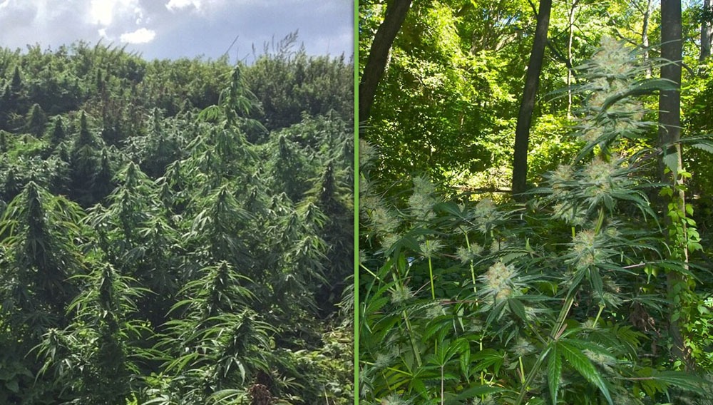 marihuana en el bosque