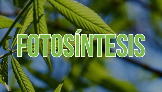 TODO SOBRE LA FOTOSÍNTESIS EN LA MARIHUANA