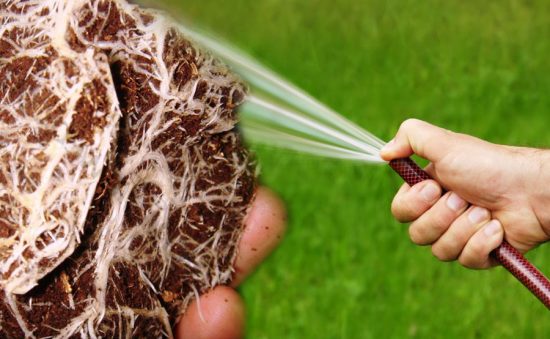 LAVADO DE RAÍCES EN MARIHUANA PASO A PASO: TRUCOS Y BENEFICIOS