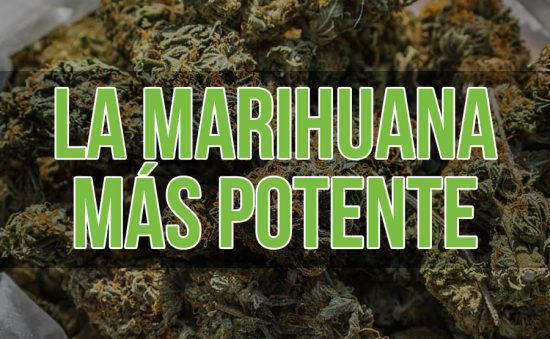 LA MARIHUANA MÁS POTENTE – CONOCE LOS COGOLLOS CON MAYOR THC