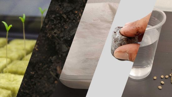Cómo germinar Semillas de Marihuana, Los Mejores Métodos de Germinación