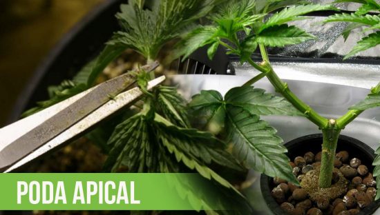 ¿QUÉ ES LA PODA APICAL Y CUANDO REALIZARLA?