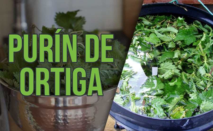 purín de ortiga