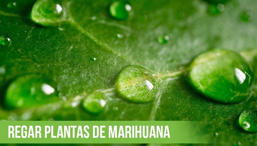 regar plantas de marihuana