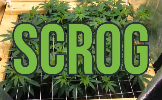CULTIVO SCROG DE MARIHUANA: ¿CÓMO HACERLO Y QUÉ BENEFICIOS TIENE?