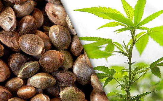 CULTIVO CON SEMILLA VS CULTIVAR CON ESQUEJE (CLON) – VENTAJAS Y DESVENTAJAS