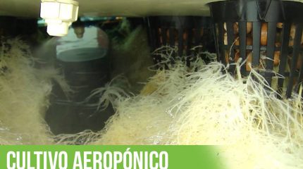 Portada del artículo sobre los cultivos aeropónicos