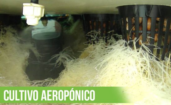CULTIVO AEROPÓNICO: TUTORIAL, BENEFICIOS Y DESVENTAJAS