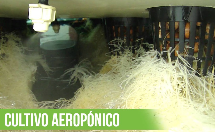 cultivo aeropónico