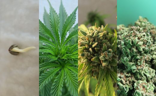 ¿CUÁNTO TIEMPO SE TARDA EN CULTIVAR MARIHUANA EN INTERIOR?