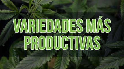 Portada del artículo sobre las genéticas más productivas