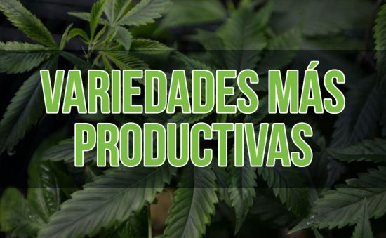 LAS VARIEDADES MÁS PRODUCTIVAS DE MARIHUANA