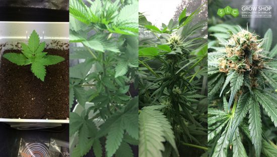 ¿CUÁNTO TIEMPO SE NECESITA PARA CULTIVAR MARIHUANA?: ETAPAS Y CICLO DE VIDA DEL CANNABIS