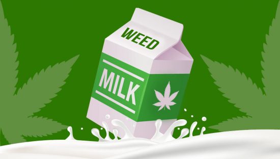 CÓMO HACER PASO A PASO LECHE DE MARIHUANA