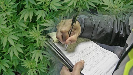 ¿CADUCAN LAS MULTAS POR POSESIÓN y CONSUMO DE DROGA EN ESPAÑA COMO EL CANNABIS?