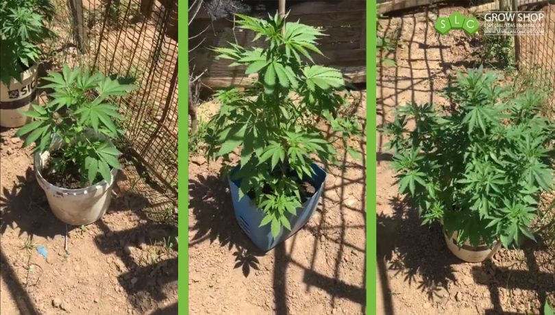 Cuanto Tarda En Crecer Una Pitaya
