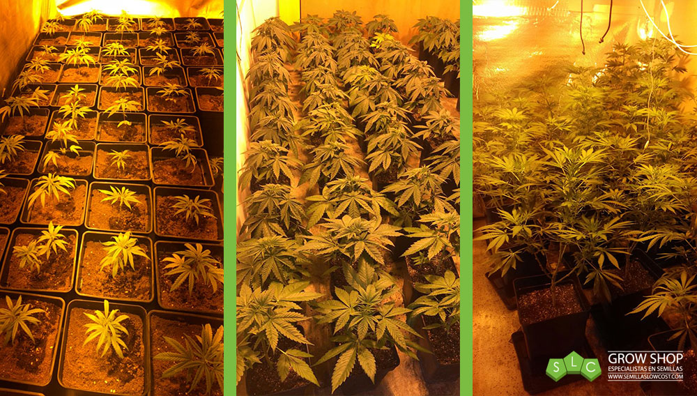 plantas marihuana interior