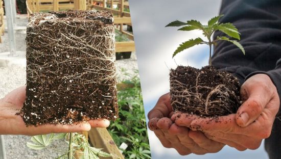 ¿CUÁNDO TRASPLANTAR LA MARIHUANA?
