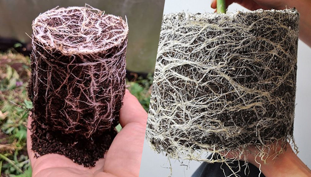 trasplantar planta marihuana