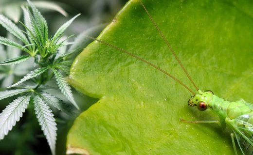 CRISOPA VERDE EN EL CULTIVO DE MARIHUANA