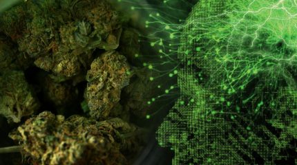 ¿QUÉ SON Y QUE HACEN LOS EFECTOS PSICOACTIVOS DE LA MARIHUANA?