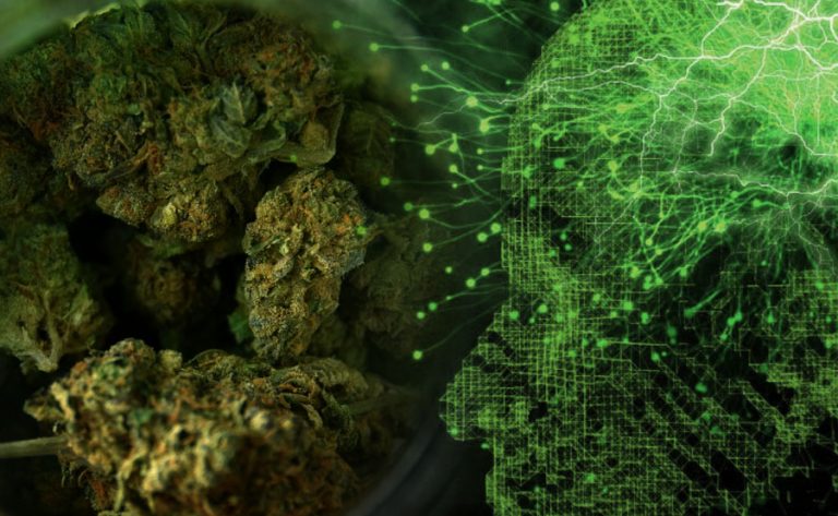 ¿QUÉ SON Y QUE HACEN LOS EFECTOS PSICOACTIVOS DE LA MARIHUANA?