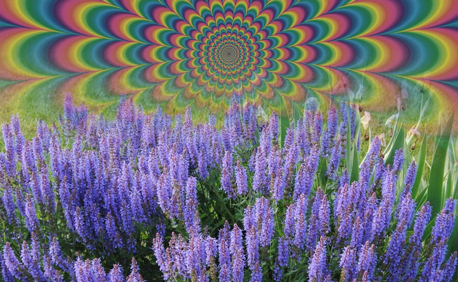 efecto salvia divinorum