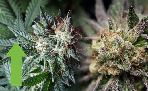 ESTRÉS EN LAS PLANTAS DE MARIHUANA
