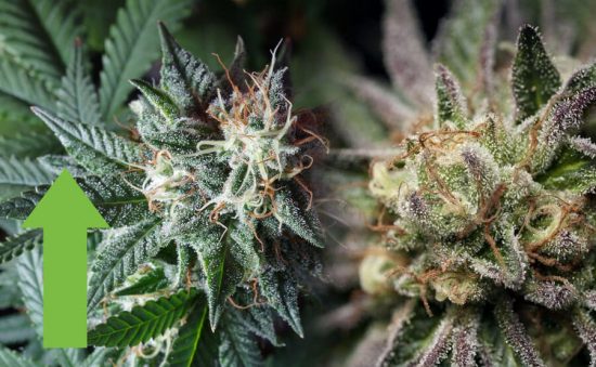ESTRÉS EN PLANTAS DE MARIHUANA ¿CÓMO IDENTIFICAR Y SOLUCIONAR EL ESTRÉS?