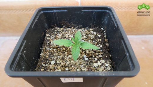 LA FASE DE CRECIMIENTO O VEGETACIÓN EN LA MARIHUANA