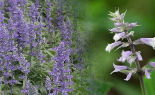 SALVIA DIVINORUM – EFECTOS Y MODOS DE CONSUMO
