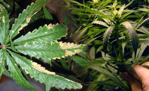 SOBREFERTILIZACIÓN EN LA MARIHUANA – PREVENIR Y ELIMINAR