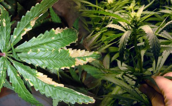 SOBREFERTILIZACIÓN EN LA MARIHUANA – PREVENIR Y ELIMINAR