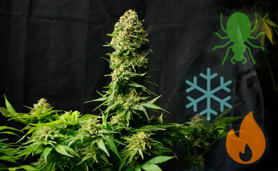 LAS VARIEDADES DE CANNABIS MÁS RESISTENTES