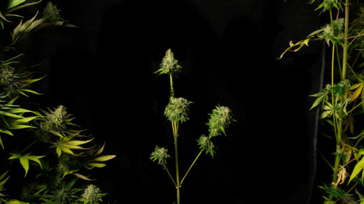 ESPIGAMIENTO EN MARIHUANA ¿CÓMO RECONOCERLO Y SOLUCIONARLO?