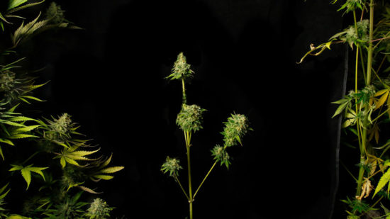 ESPIGAMIENTO EN MARIHUANA ¿CÓMO RECONOCERLO Y SOLUCIONARLO?