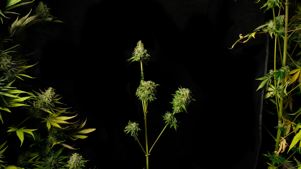 Planta de cannabis espigada en el centro