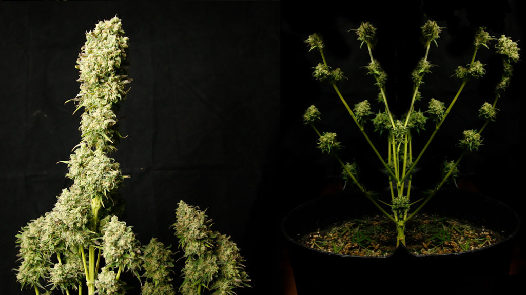 Planta de marihuana normal vs una espigada