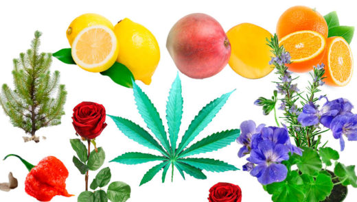 LOS TERPENOS EN LA MARIHUANA